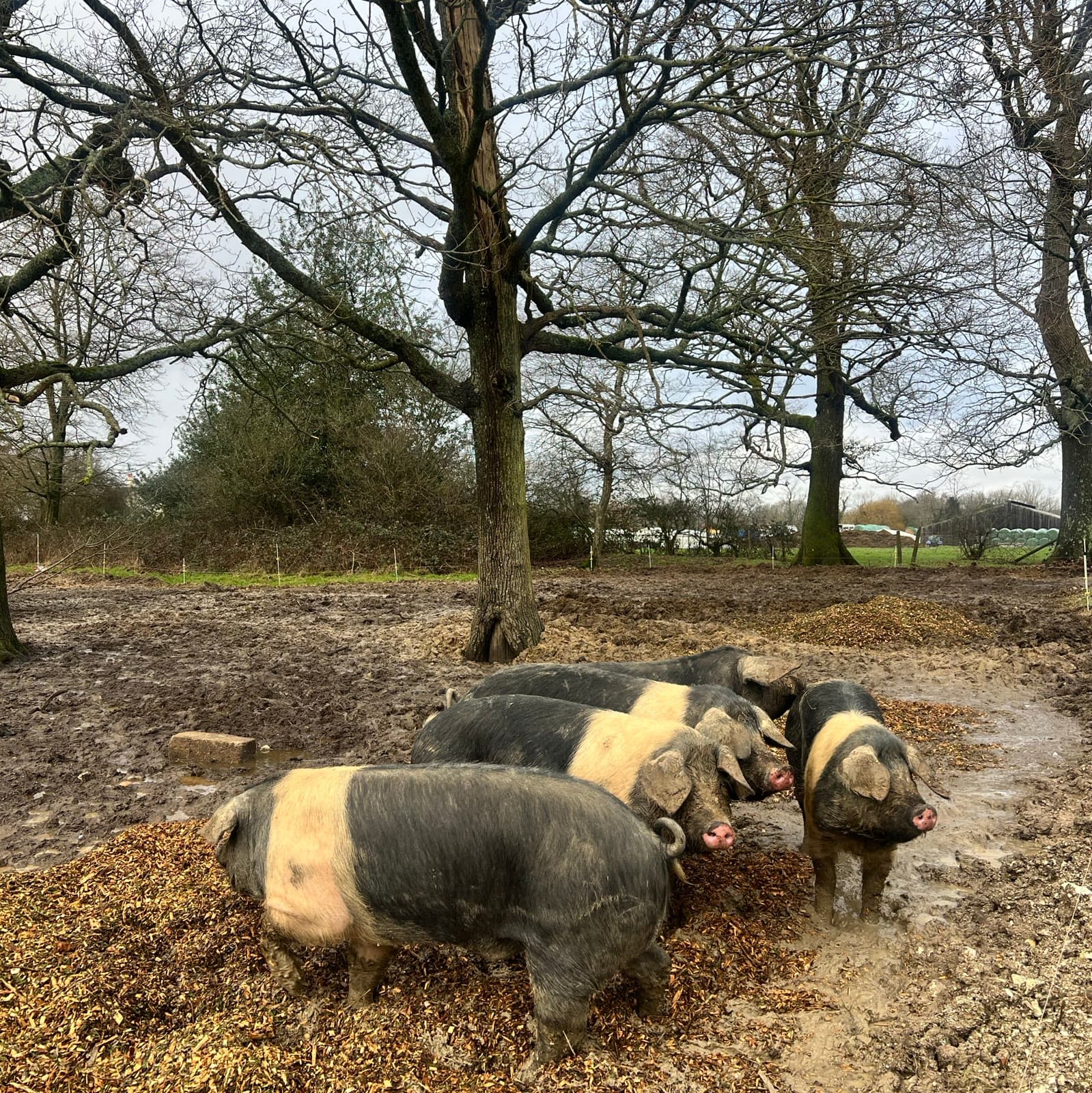 Saddleback pigs rooting in the mud beneath bare trees at Brightleigh Farm