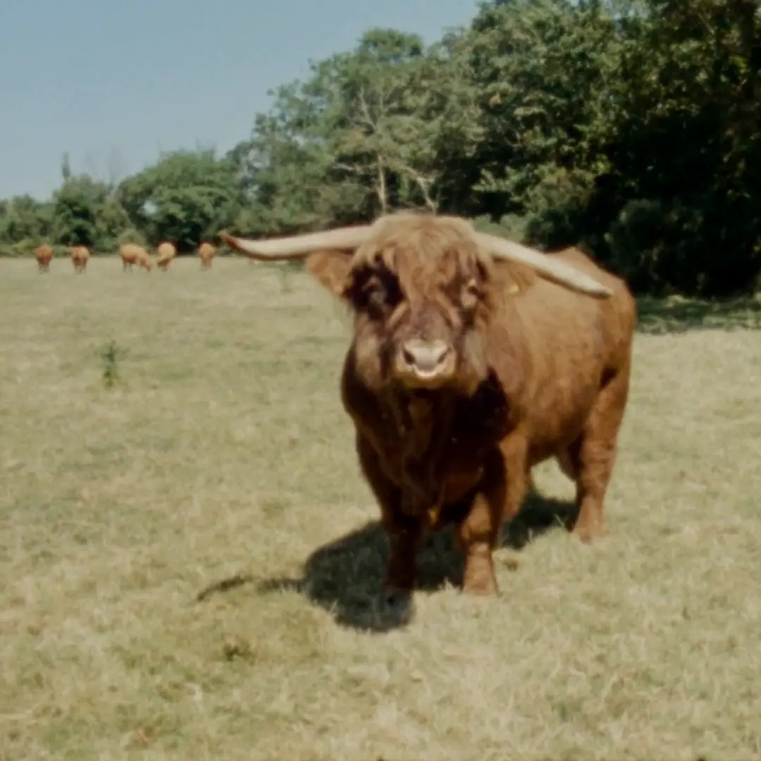 A long horned Highland cow standing head on in a sunlit summer field, the rest of the herd grazing behind