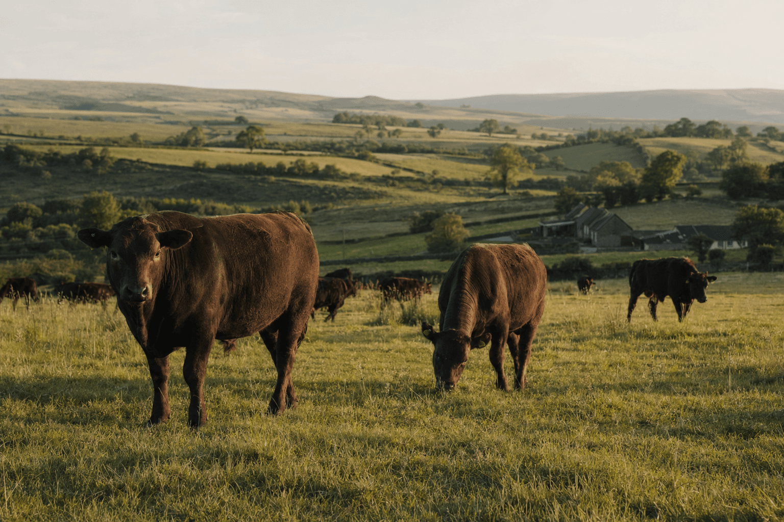 What 'Grass-Fed' Actually Means (And What It Doesn't) — what is grass-fed beef