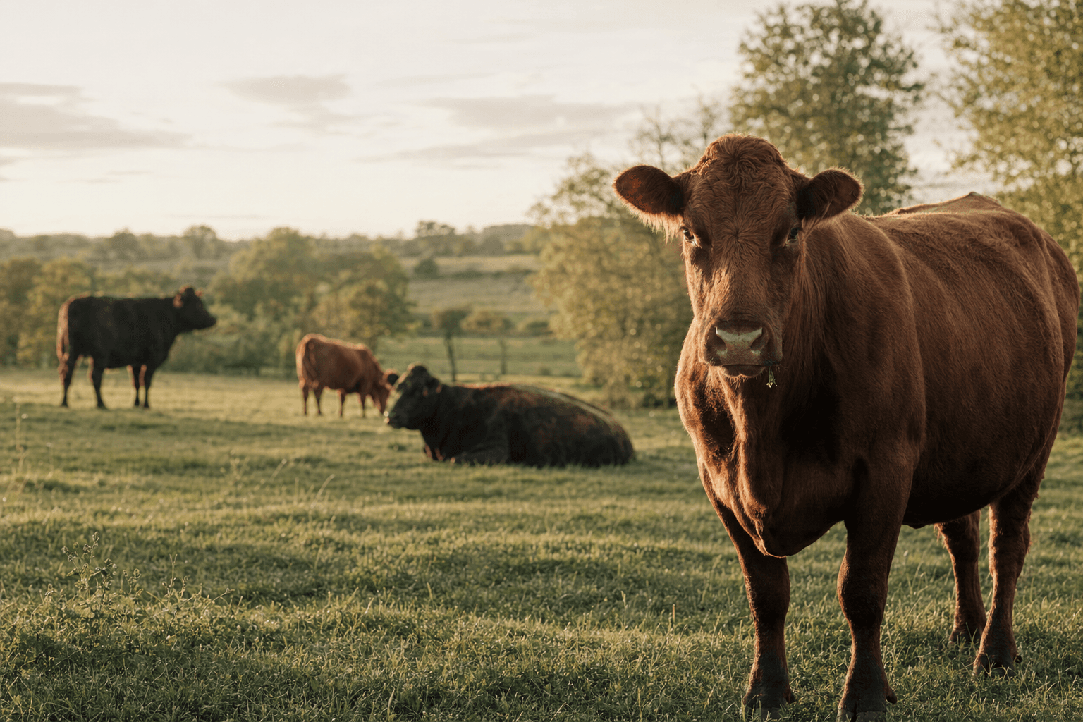 Grass-Fed vs Grass-Finished: Why the Distinction Matters — grass-fed vs grass-finished beef