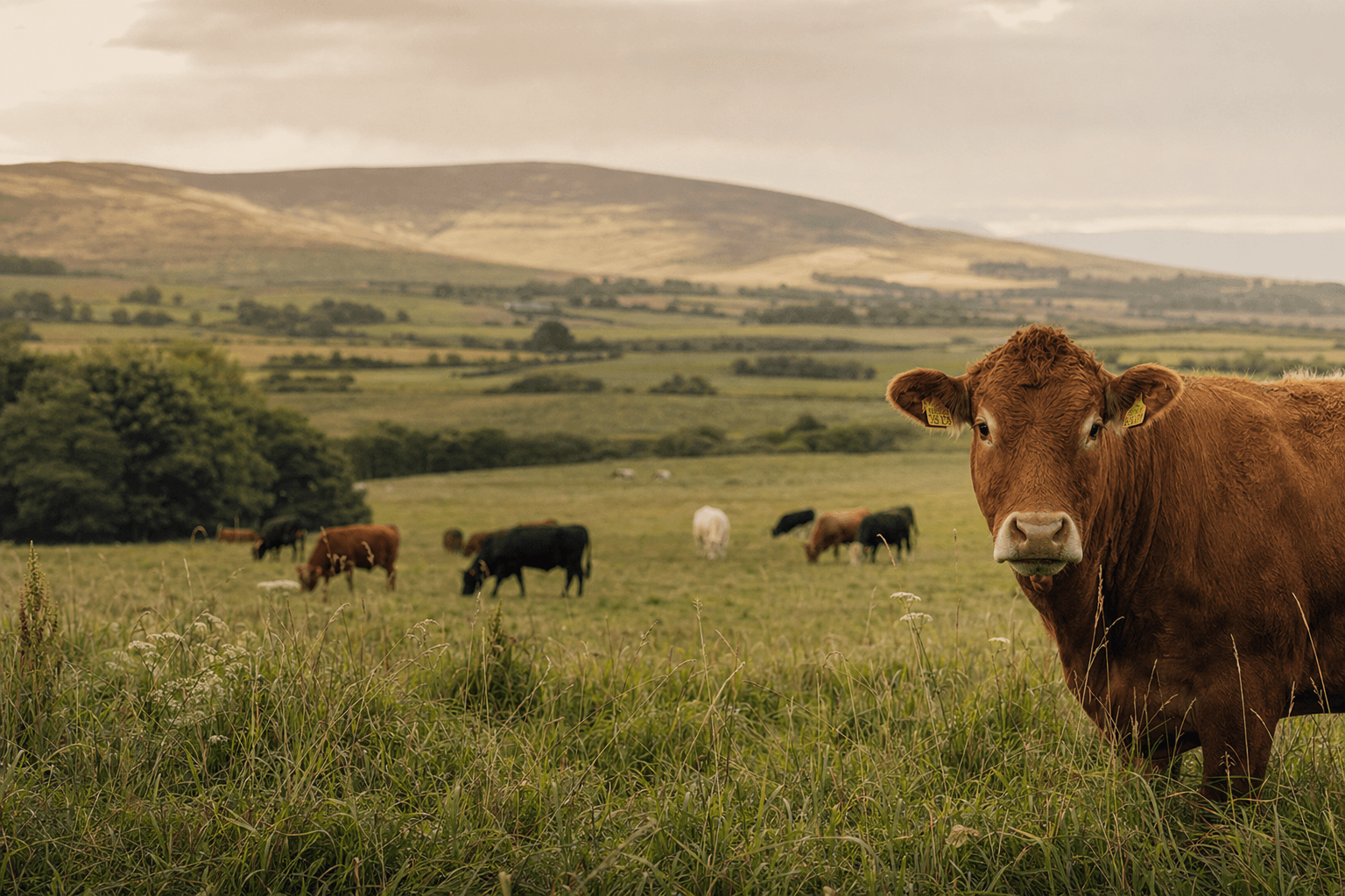 How Cattle Help Sequester Carbon — cattle carbon sequestration