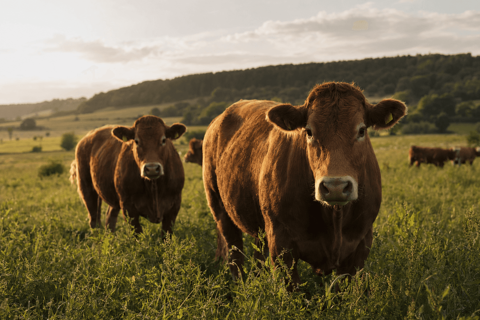 How Stress in Cattle Affects the Quality of Their Organs — cattle stress organ quality