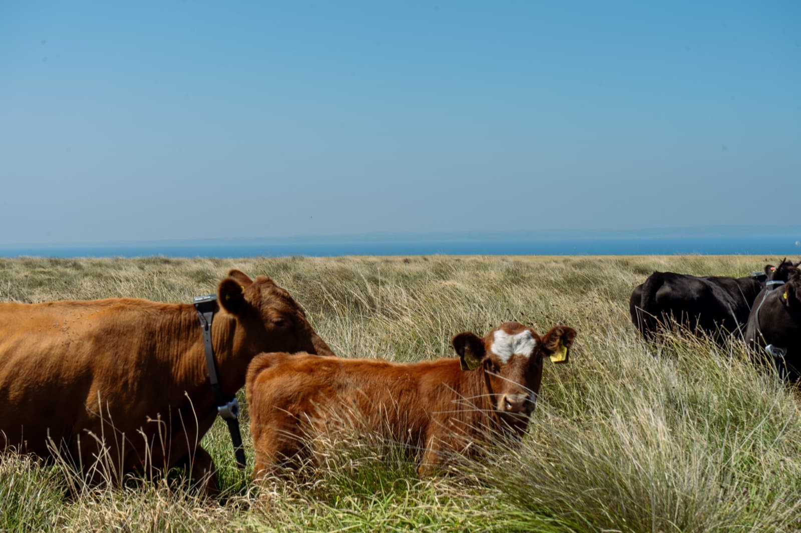 Grass-fed cattle grazing above the estuary