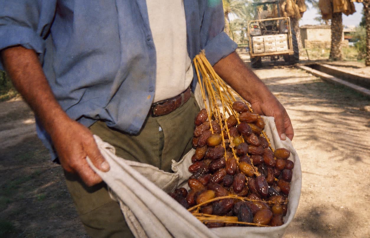 A date grower carrying a canvas sling loaded with a heavy bunch of ripe brown dates on yellow stalks, palm trunks and a truck stacked with crates behind him