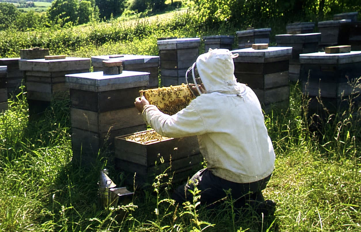 A beekeeper in a white suit and veil kneeling at a row of hives, lifting out a frame covered in bees
