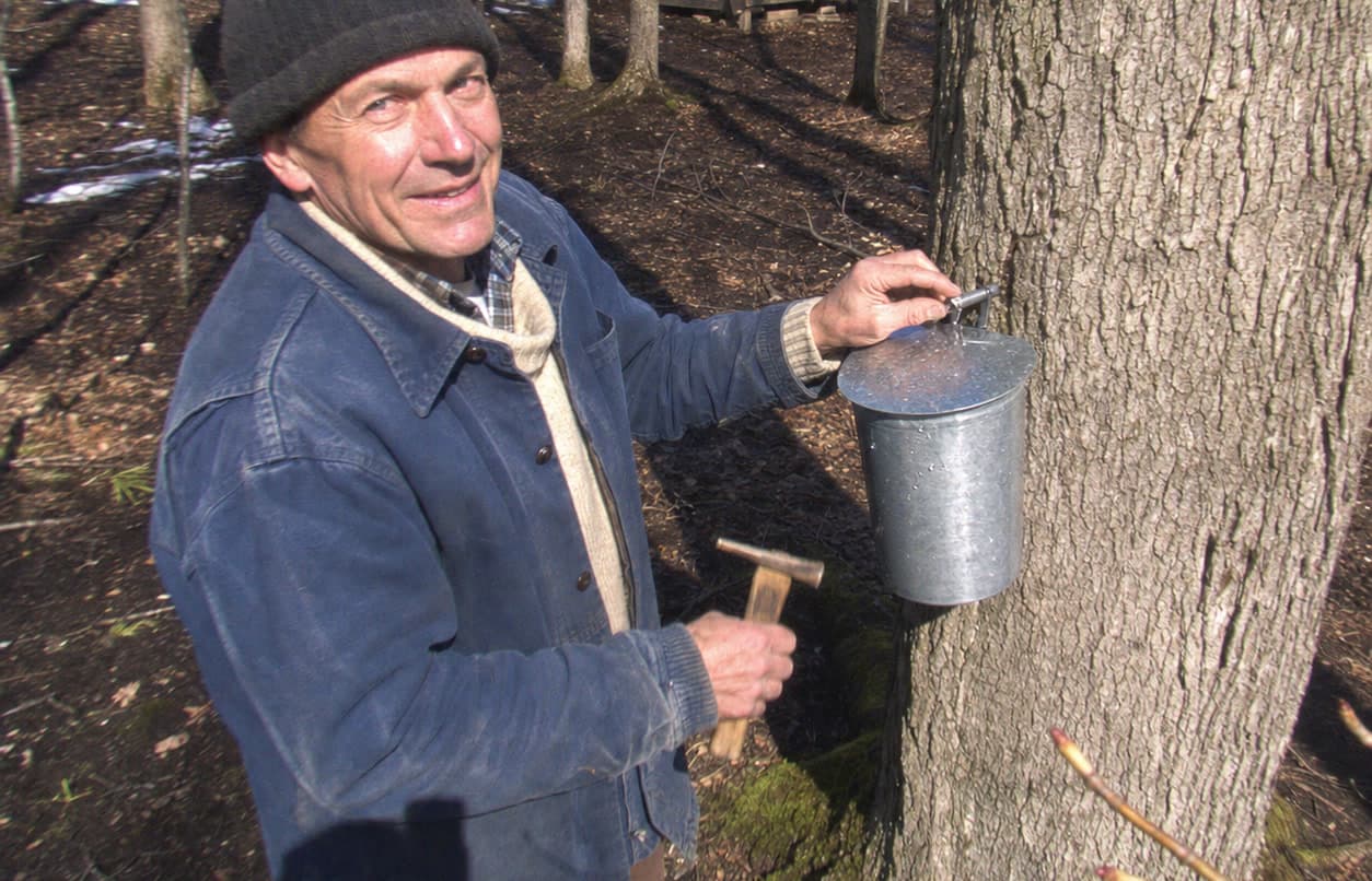 A maple producer in a knitted hat and worn denim jacket hanging a galvanised sap bucket on a fresh tap in a big maple trunk, tapping hammer in his other hand