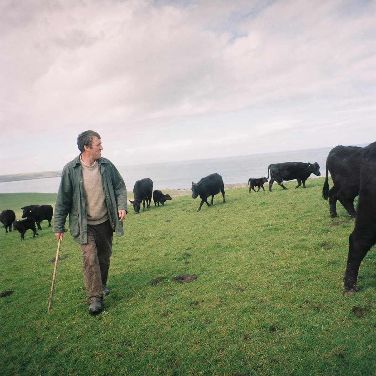 A farmer walking with his herd of black cattle on coastal pasture above the sea