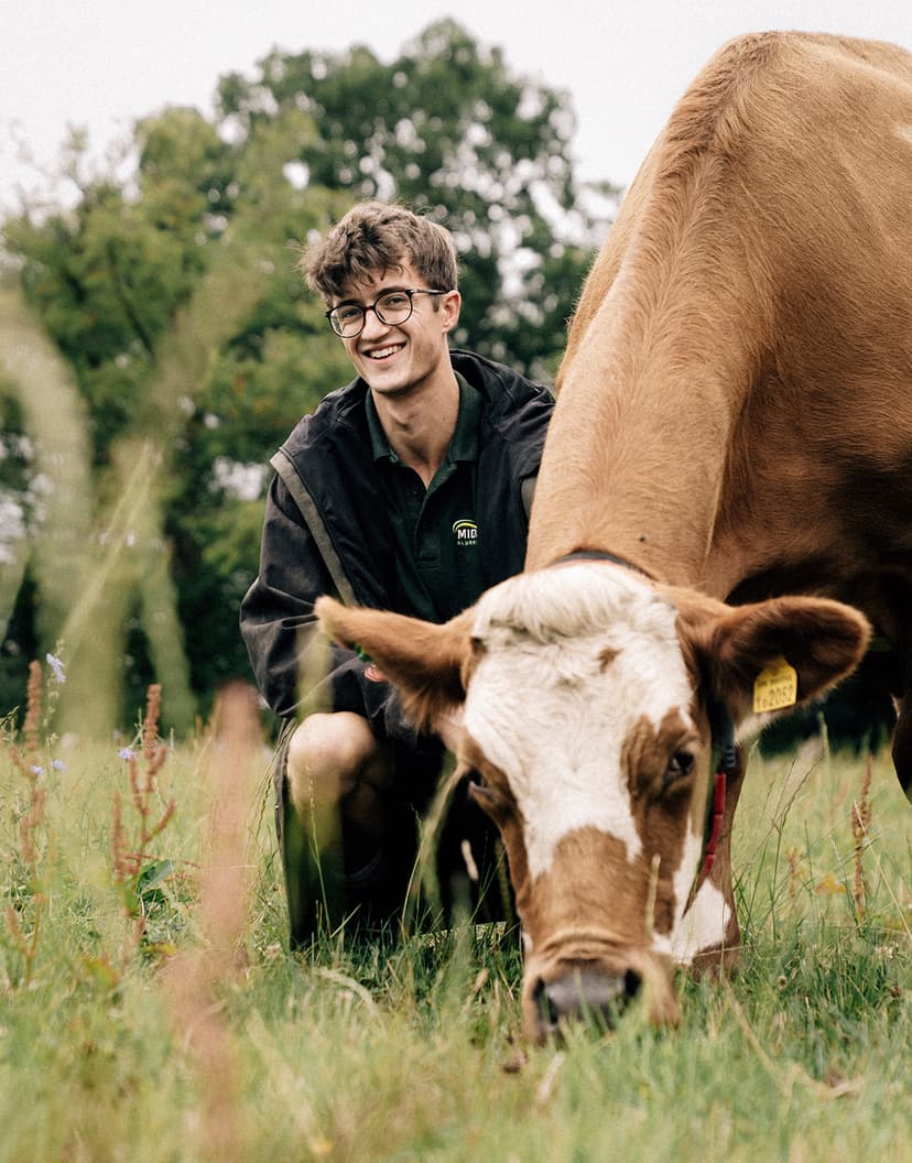 A young farmer kneeling beside a grazing cow