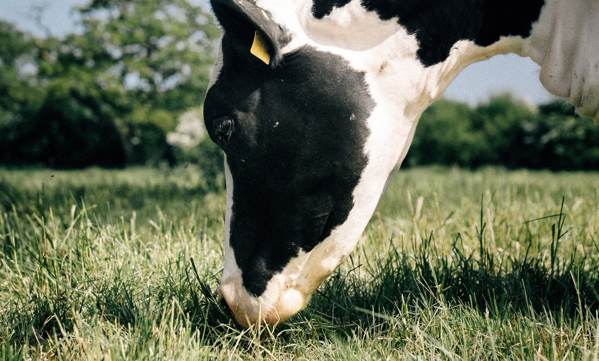 The Death Of Normal: Milk