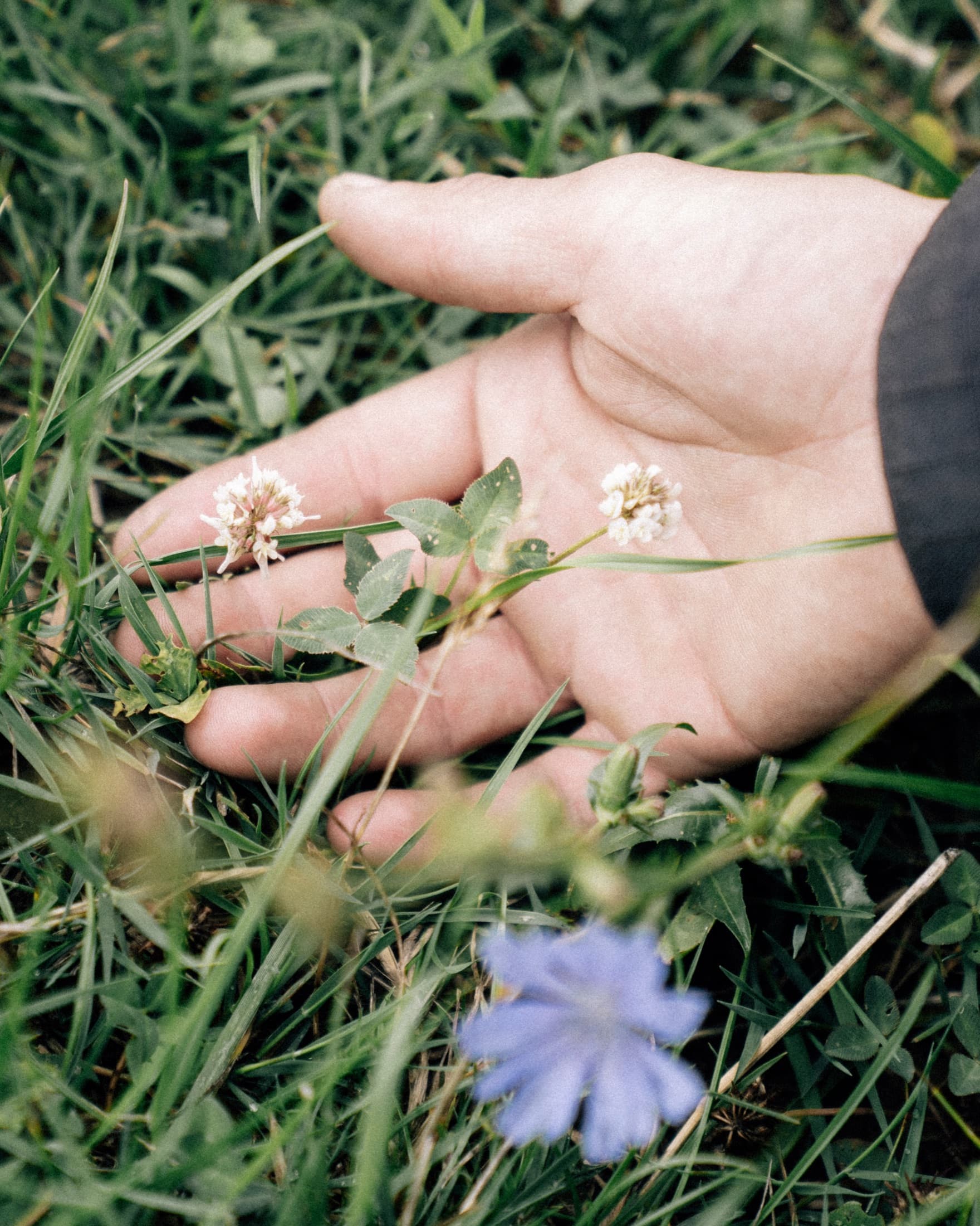 Fresh herbs and flowers held in a hand
