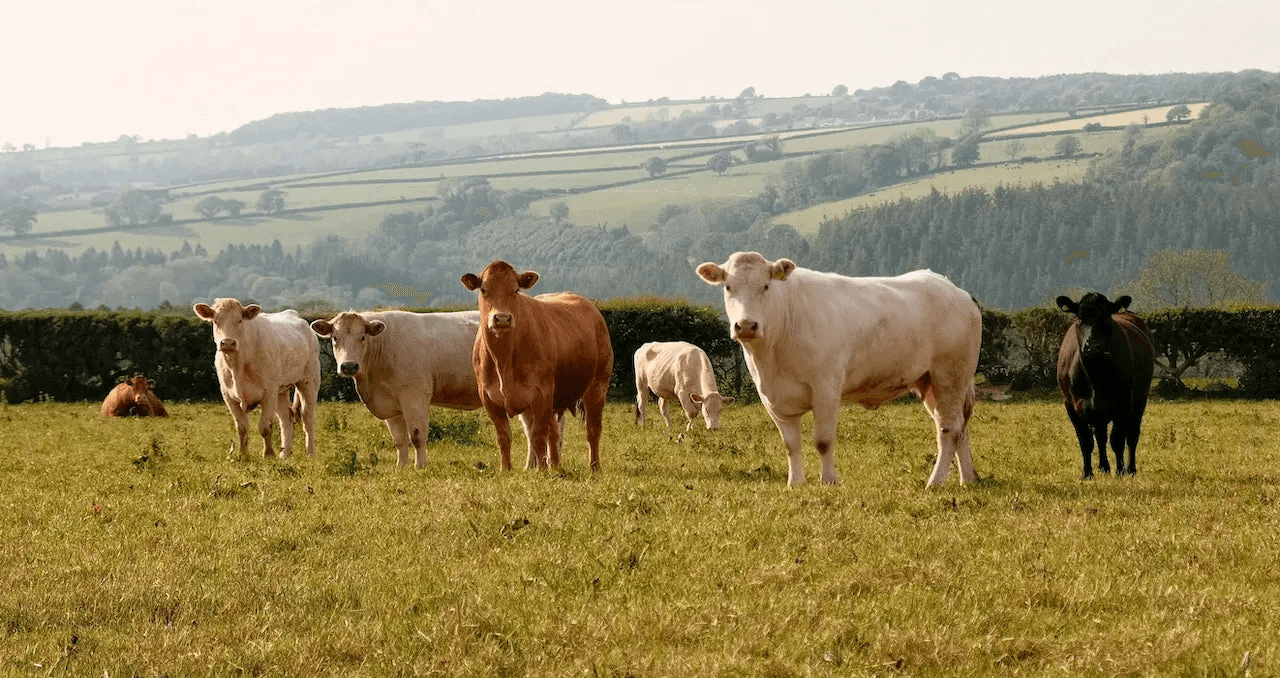 Benefits of Beef Organ Supplements: Nature's Multivitamins