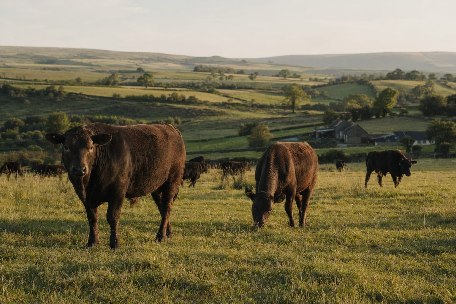 Cattle grazing in a green pasture under soft daylight