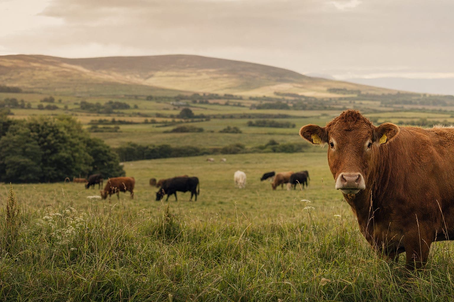 Cattle grazing in a rolling green pasture under soft sky