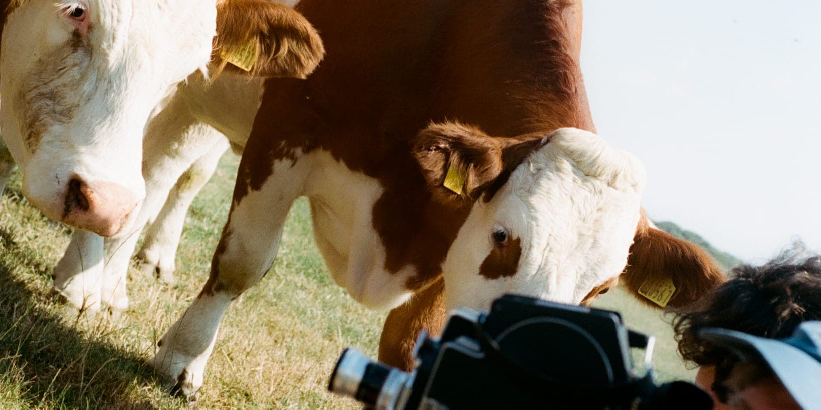 Two cows in a Kent field, and one of the Organised team filming them on a cine camera.
