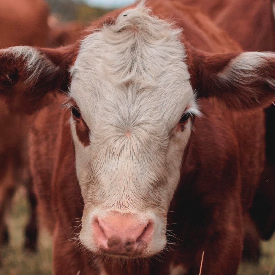 Grass-fed beef organs
