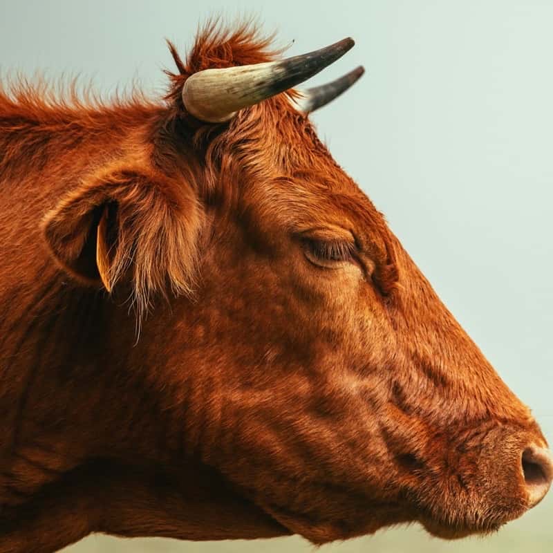 A red bull's head and horns, close up