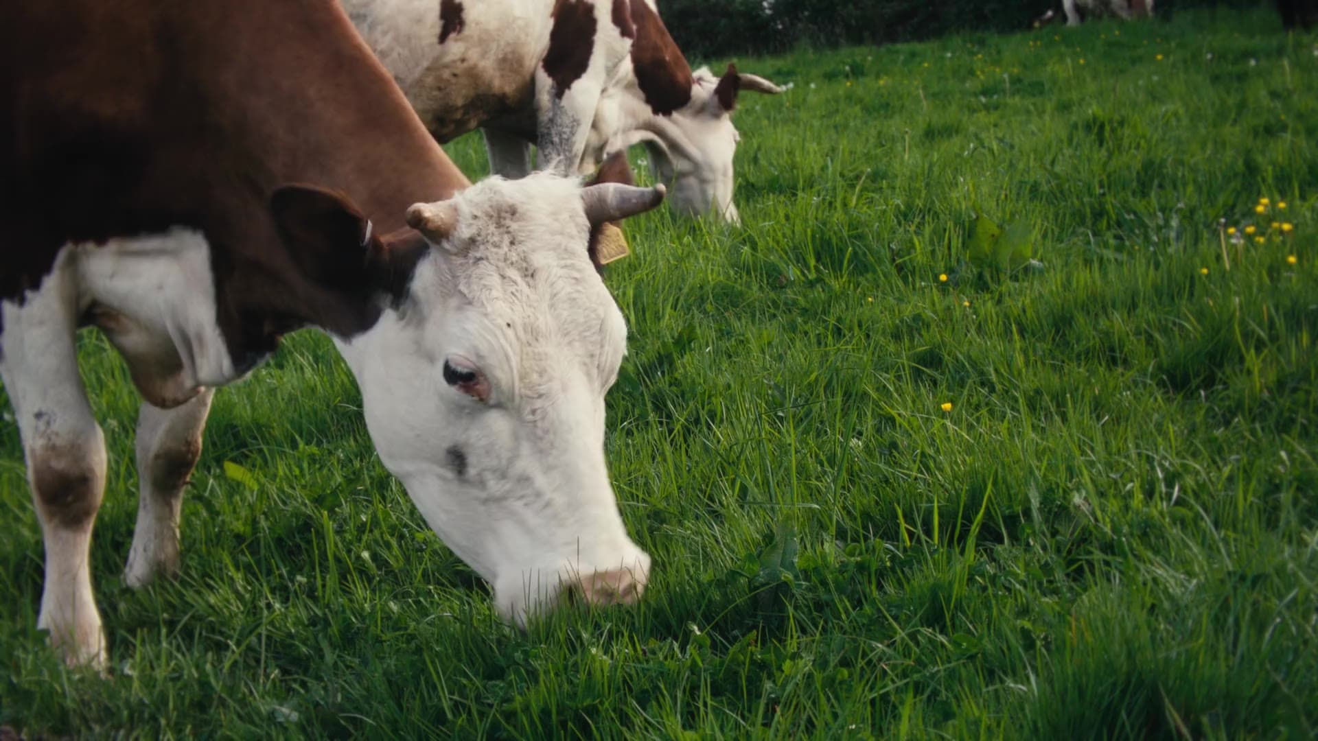 Two grass-fed cows grazing head down in summer pasture