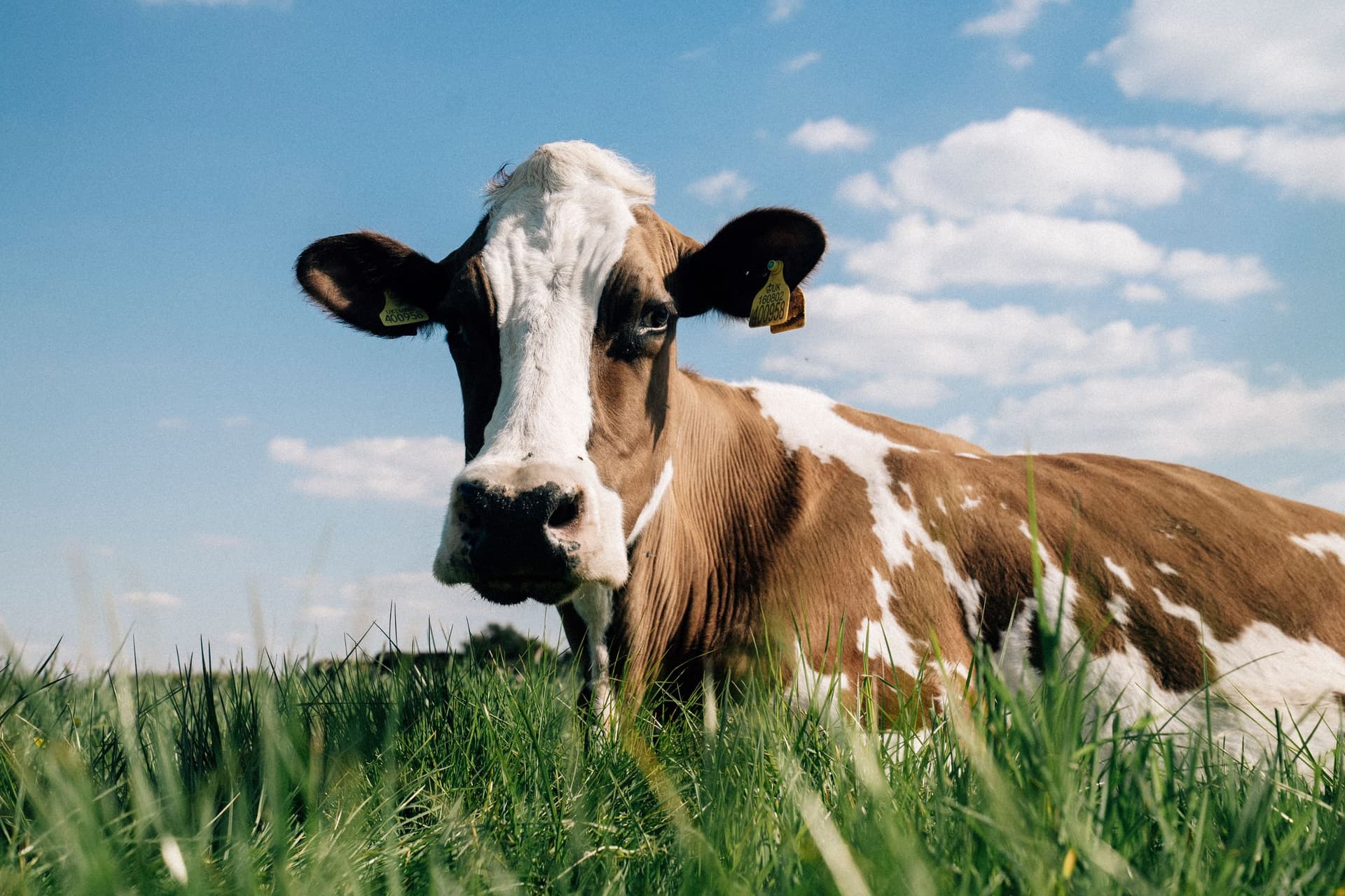 A grass-fed cow nose-to-lens in summer pasture