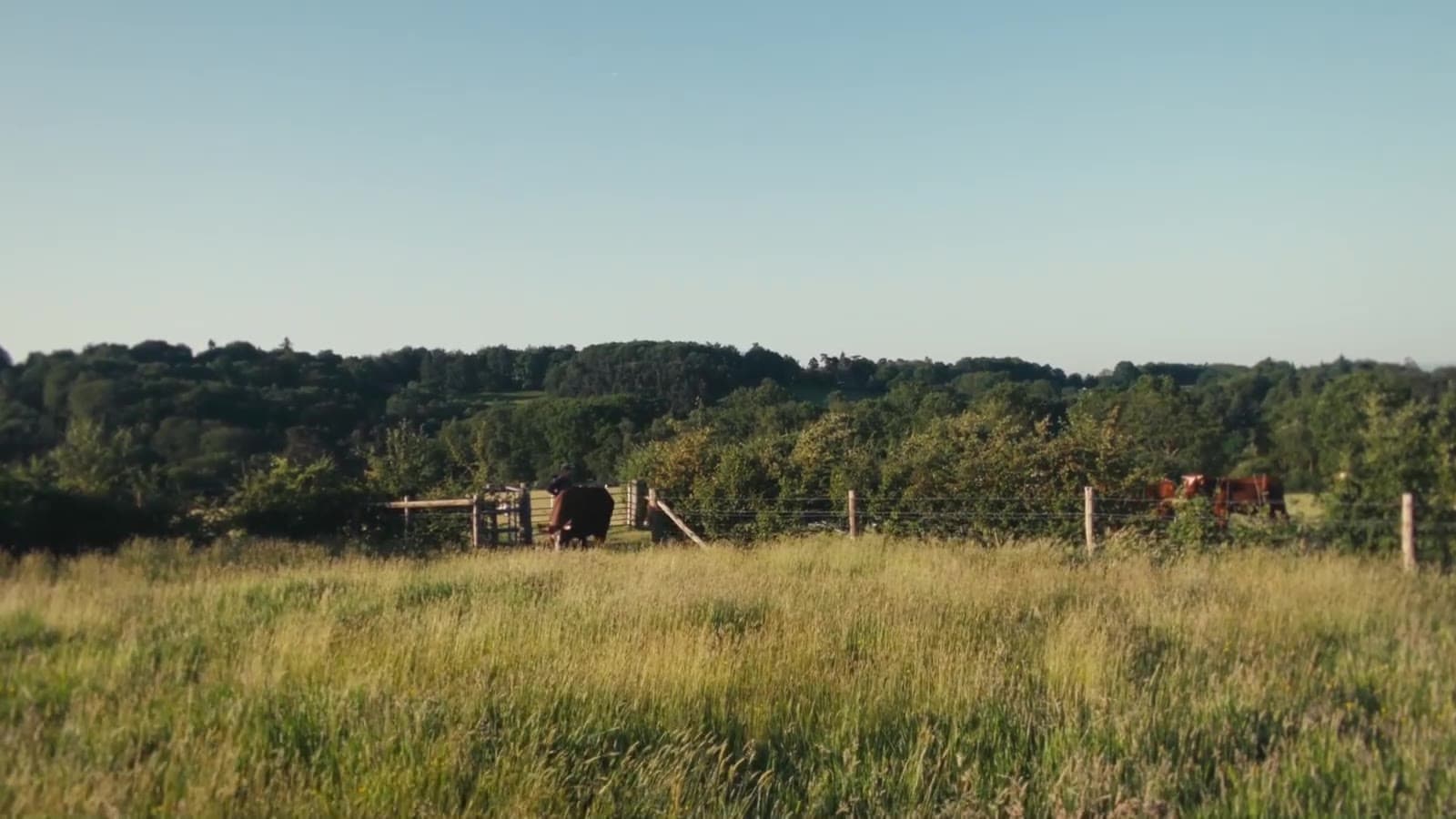 A herd of cattle walking up a sunlit meadow towards the camera, woodland behind