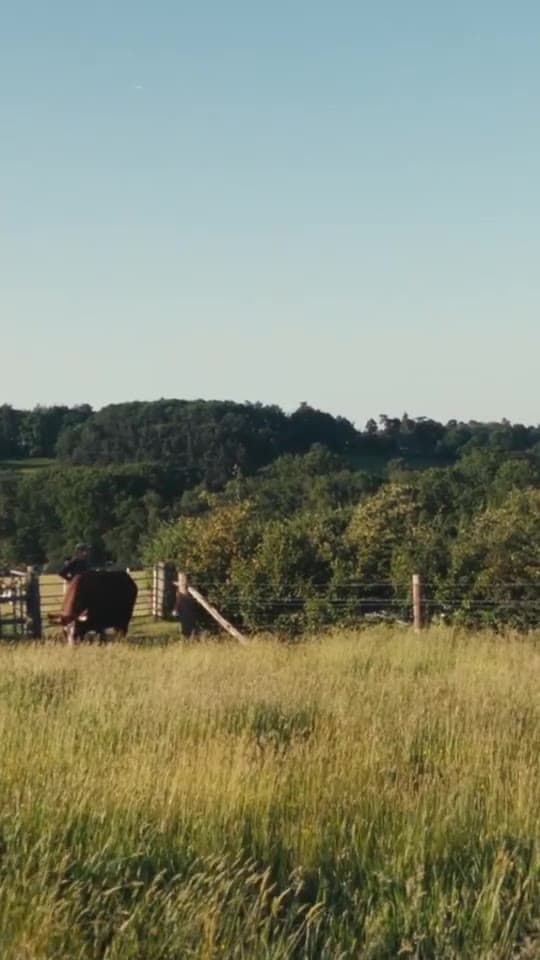 A herd of cattle walking up a sunlit meadow towards the camera, woodland behind