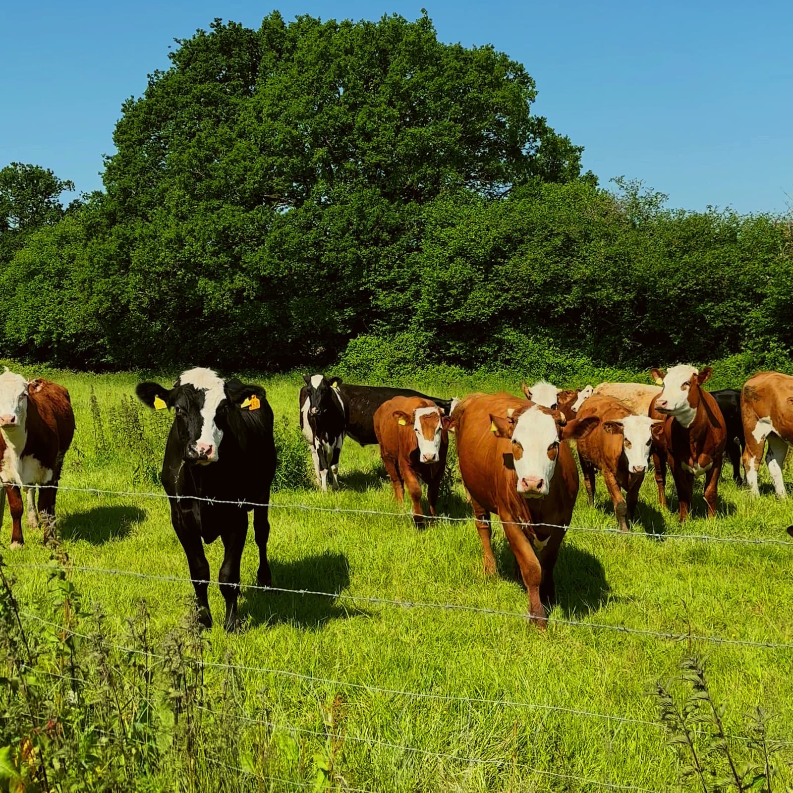 A mixed herd of cattle at the fence line of a summer pasture