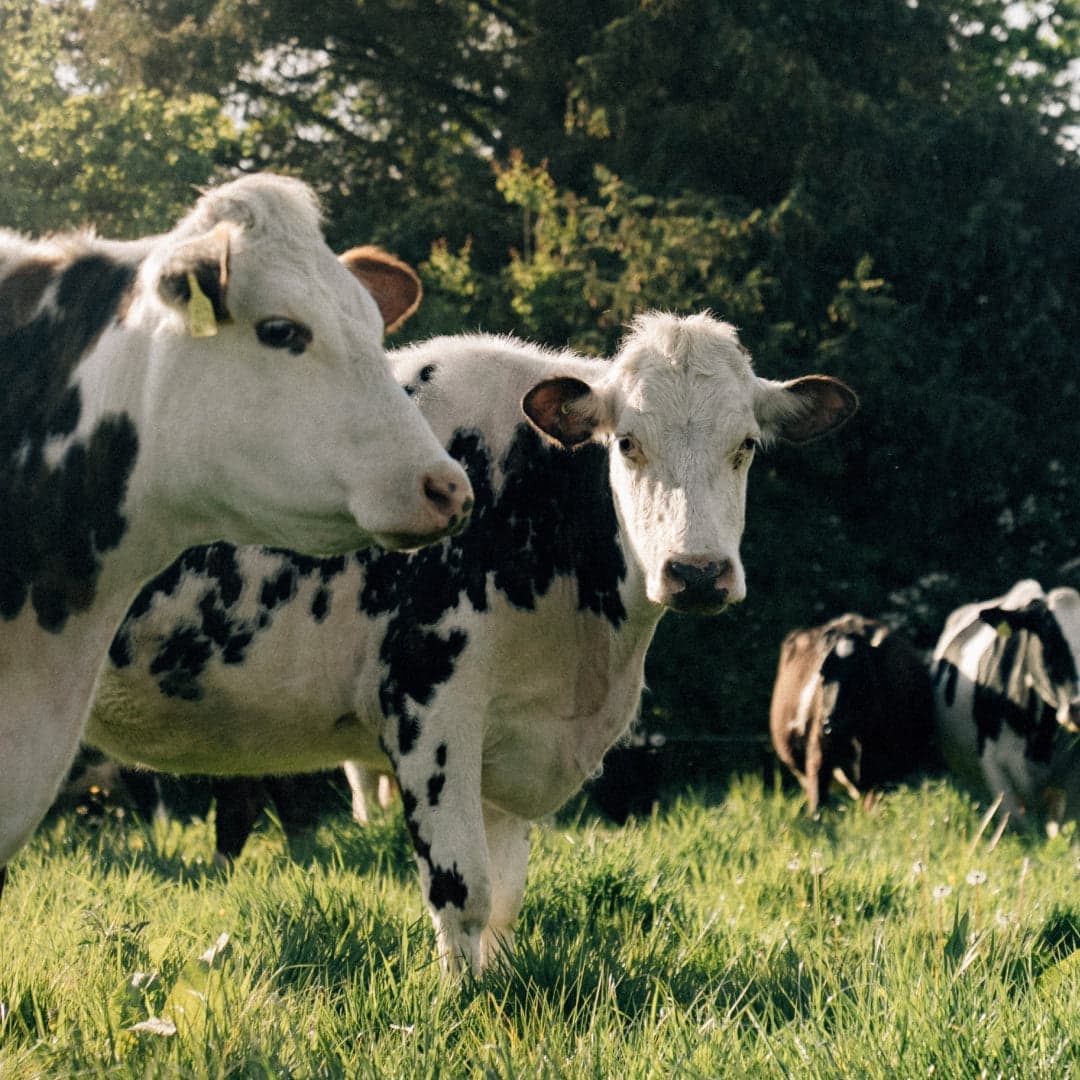 Two black and white cows standing close together in long grass, one turned in profile and one looking into the camera, with the rest of the herd behind