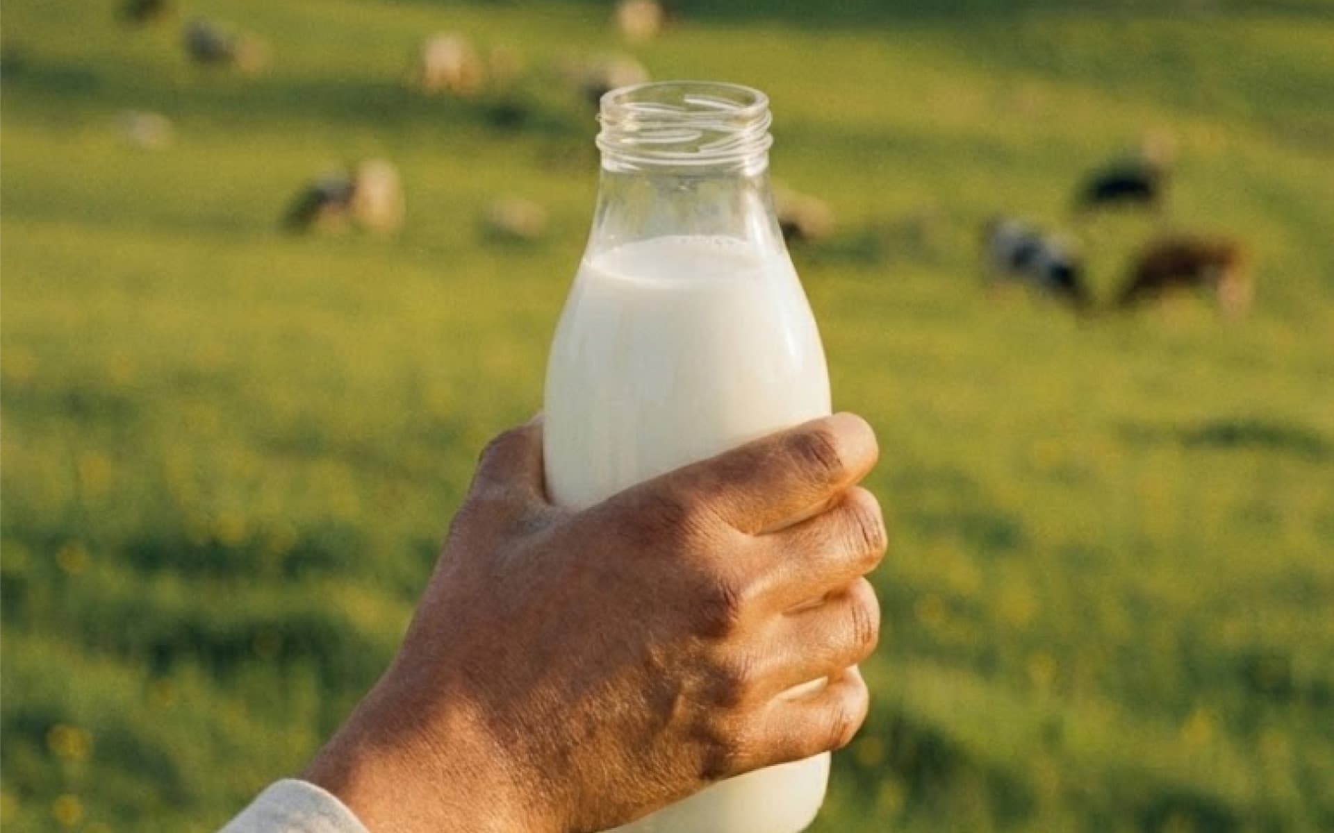 A hand holding a full glass bottle of milk up in a sunlit pasture, with cows grazing out of focus behind