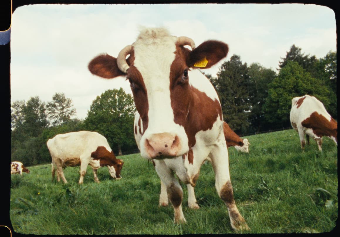A horned dairy cow looks directly into the camera