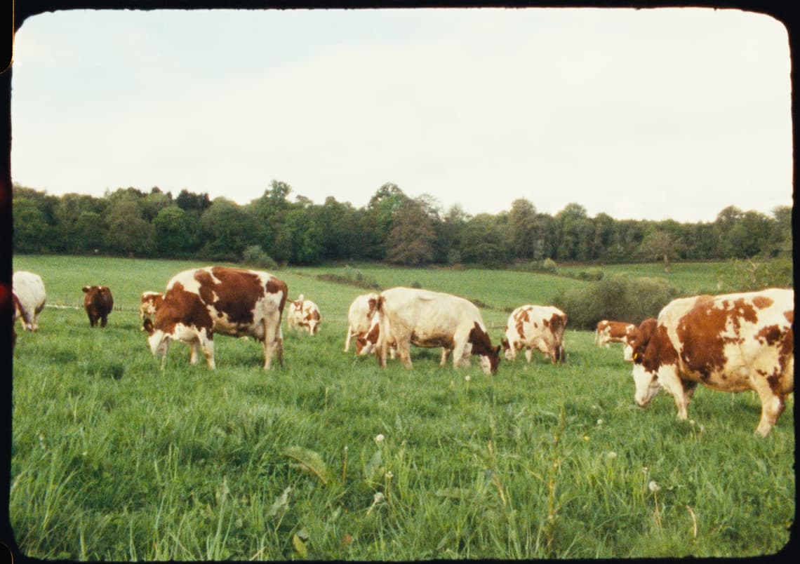 The Plaw Hatch herd grazing in a green pasture
