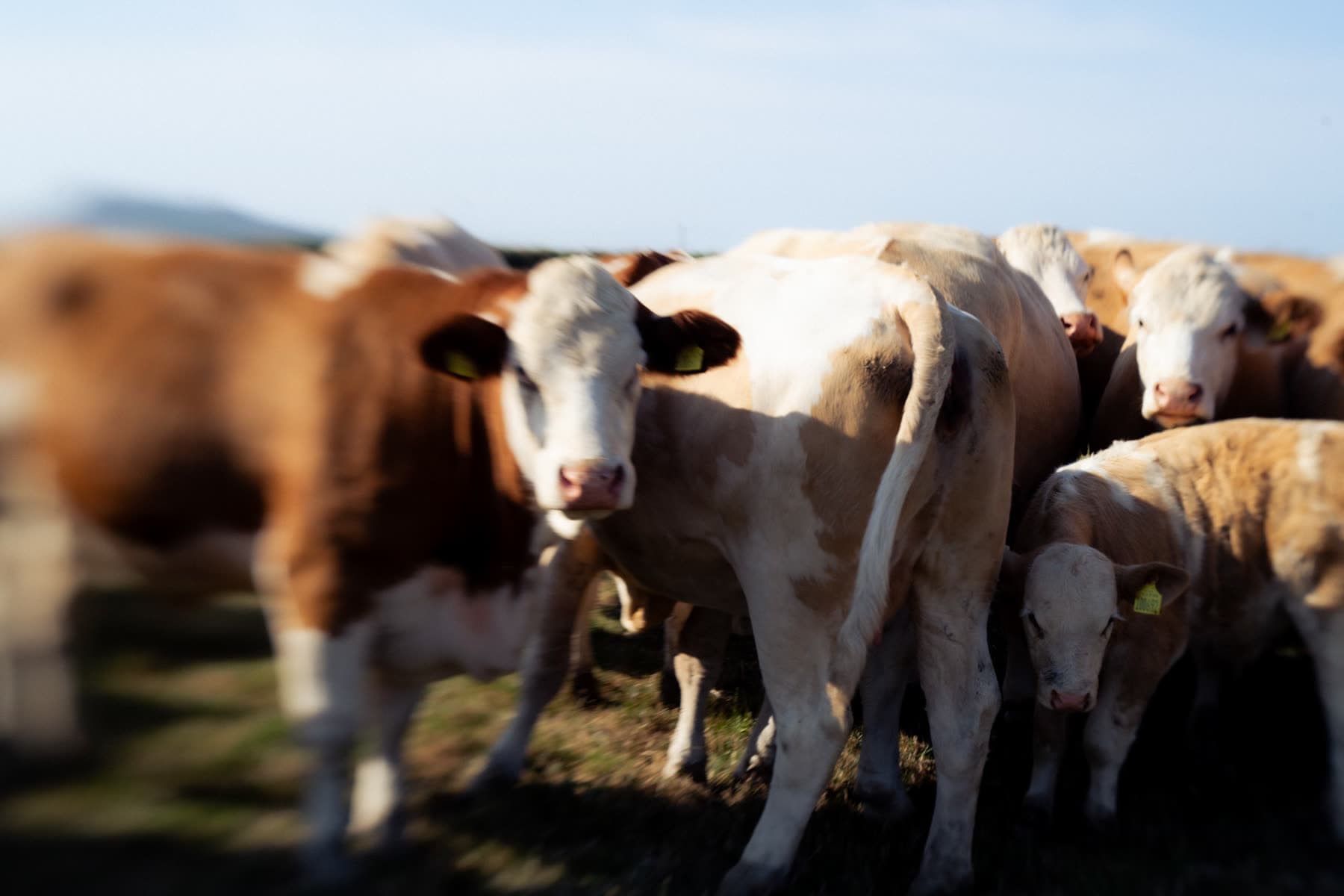 A herd bunched together on headland pasture in evening light, one animal looking straight into the camera