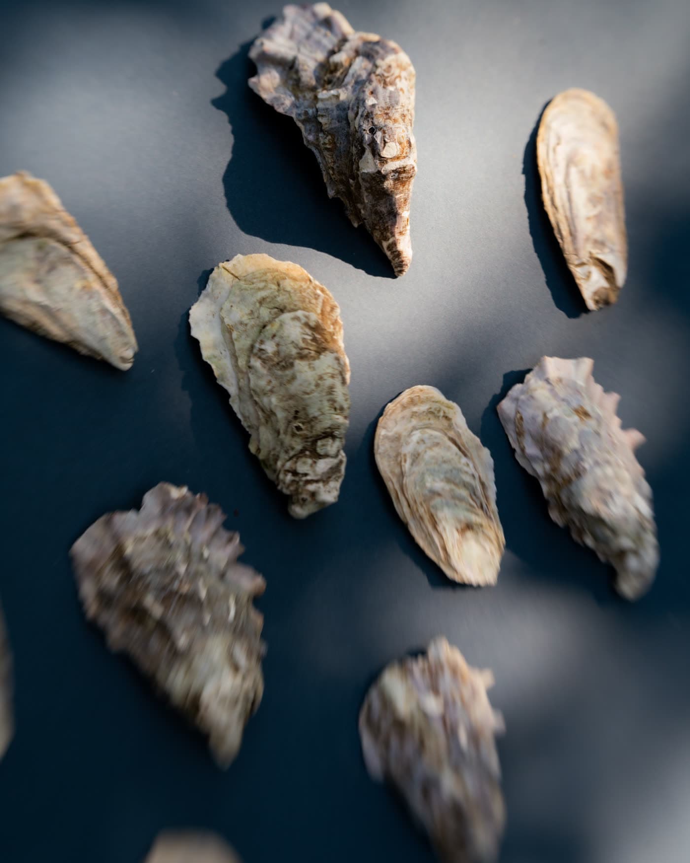 Oyster shells laid out on slate navy, sunlight picking out their ridges