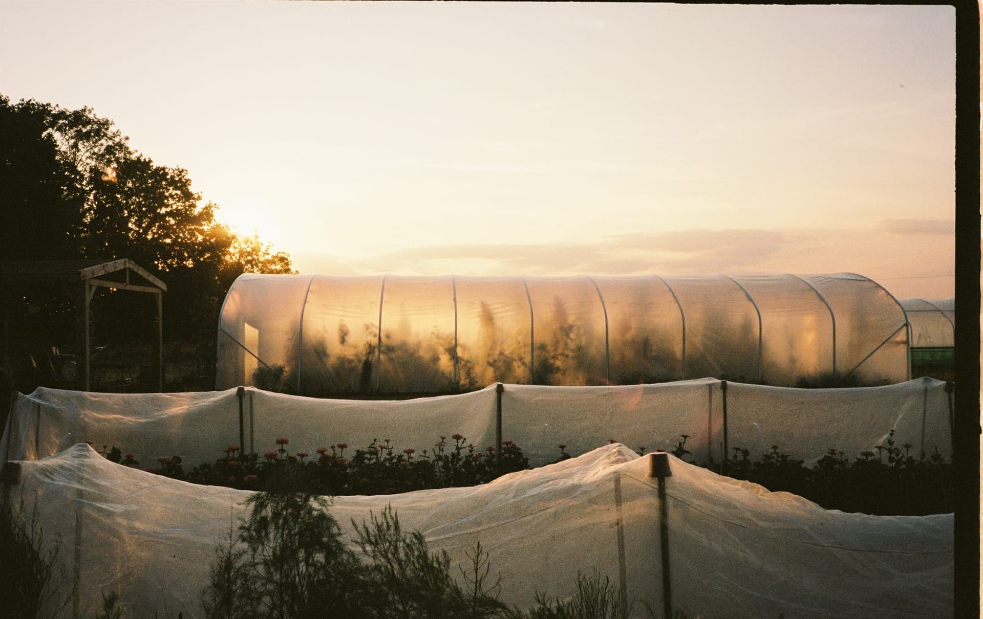 Polytunnels at sunset, the last light catching the crop covers