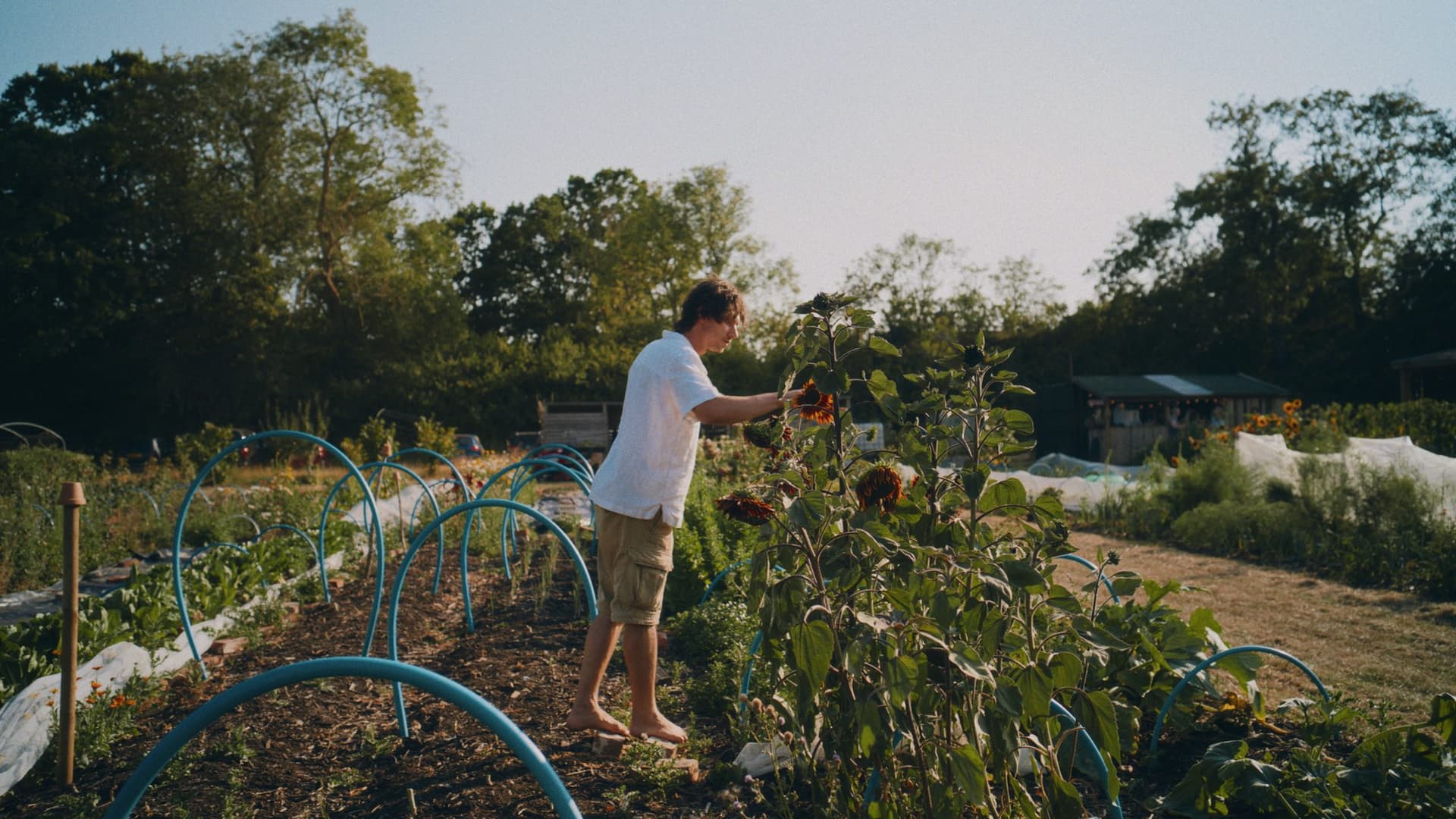 The grower tending his sunflower rows in the market garden