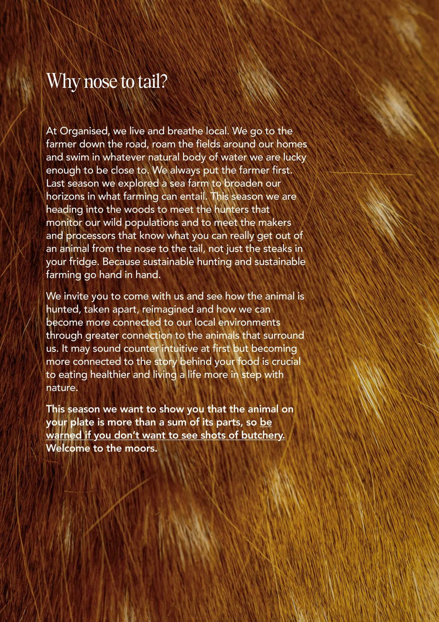 Nose to Tail zine, page 3, Why nose to tail?