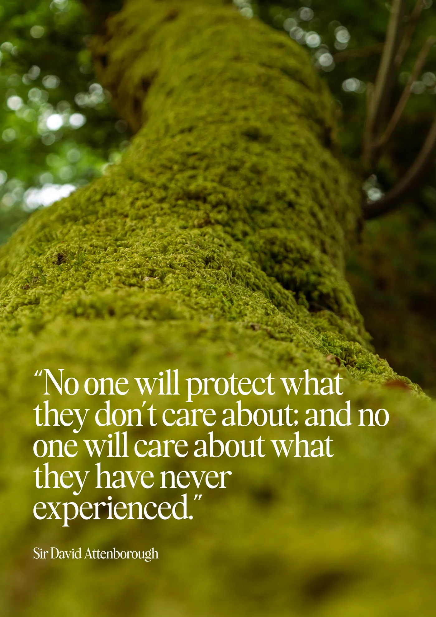 Nose to Tail zine, page 4, David Attenborough on caring for what you know