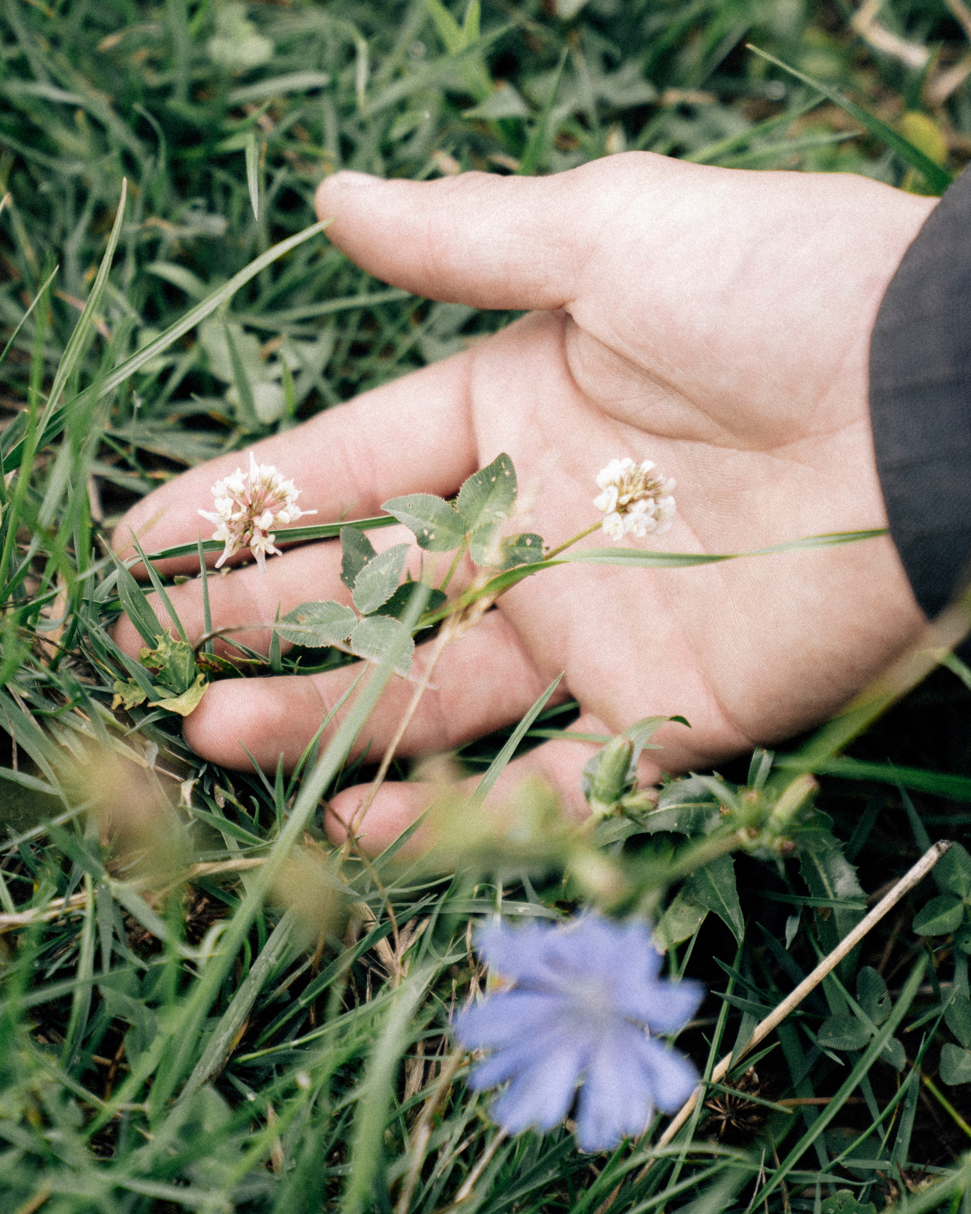 Hand holding fresh herbs and flowers used in testing