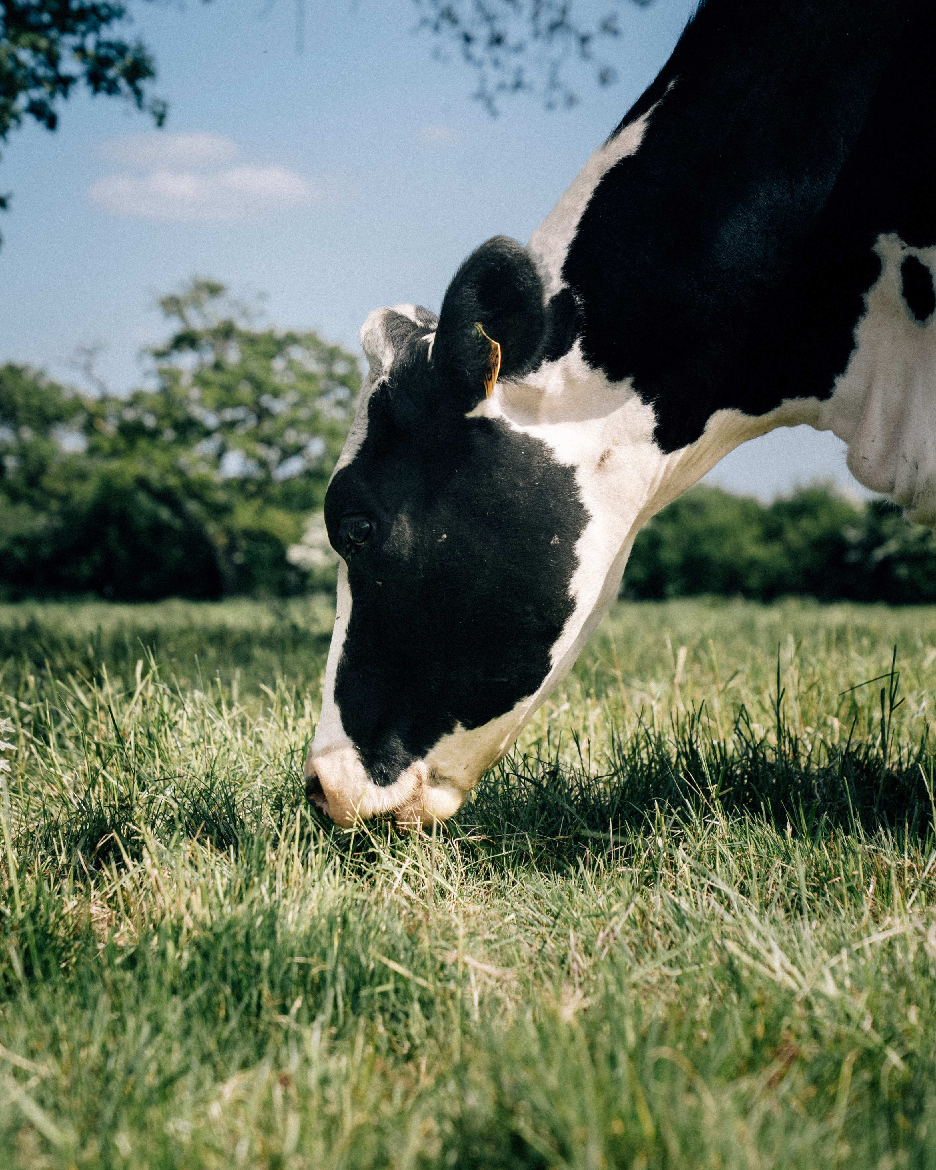 Calf drinking milk from a bucket on a regenerative farm