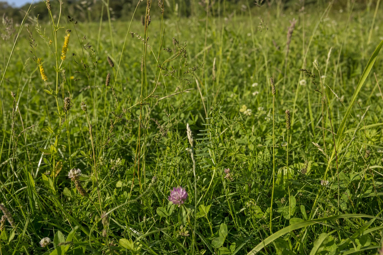 Healthy pasture with diverse plant species