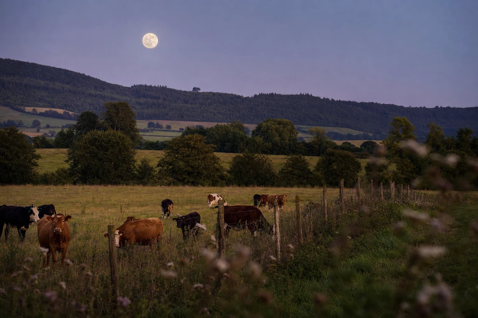 A full moon rising over a biodynamic farm landscape