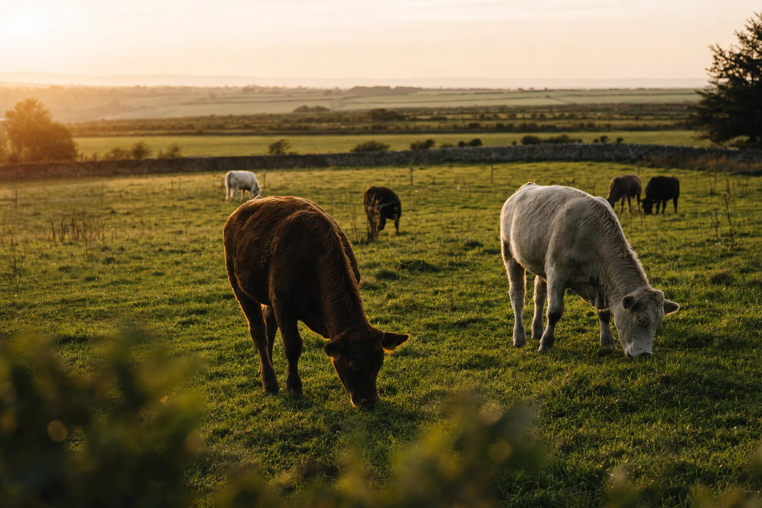 Grass-fed cattle grazing in a pasture