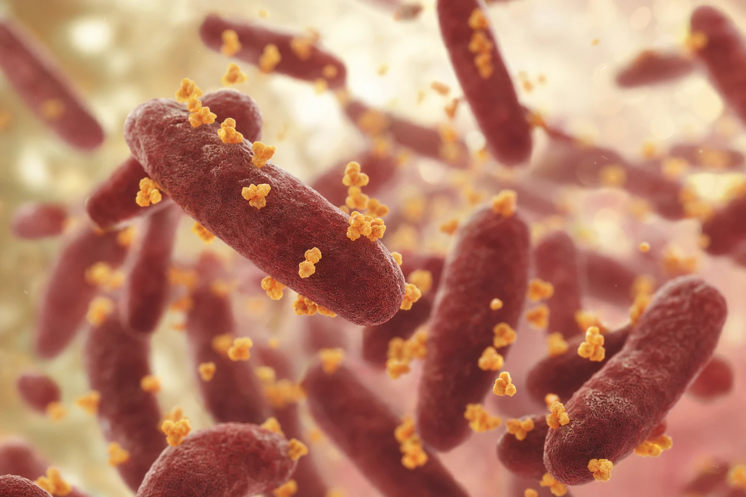 Bacteria with lactoferrin molecules binding to them
