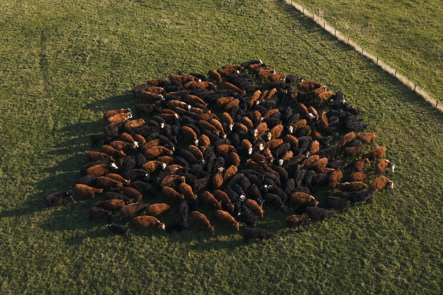 Aerial view of cattle grazing in a single dense mob on green pasture