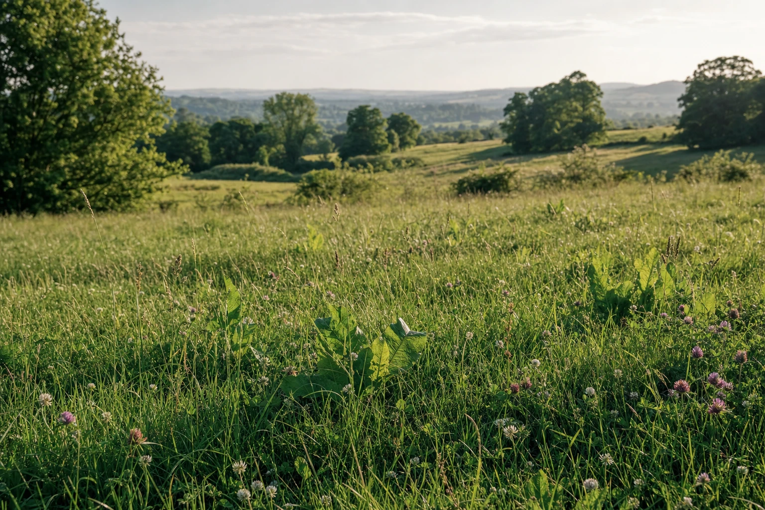 A panoramic view of lush, diverse pasture with multiple species of plants
