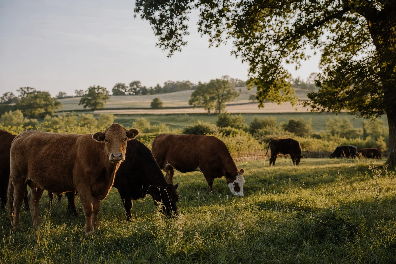Cattle bred for natural growth on traditional pasture