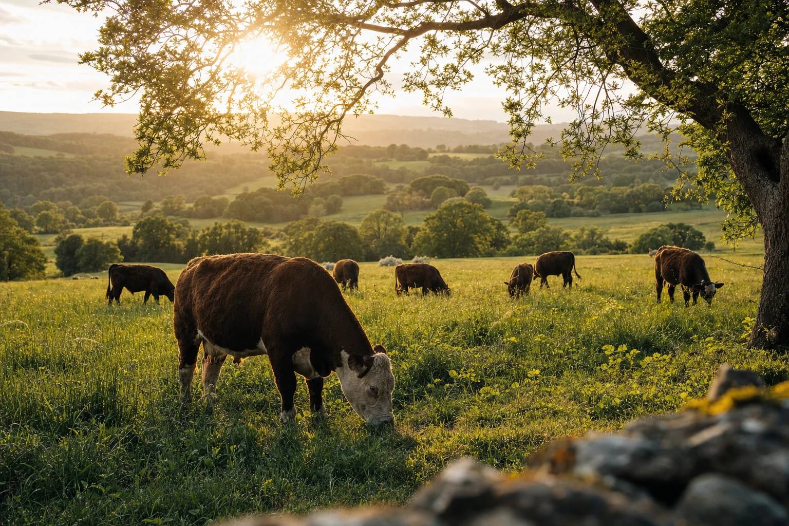 Healthy pasture landscape with grazing cattle showing regenerative principles
