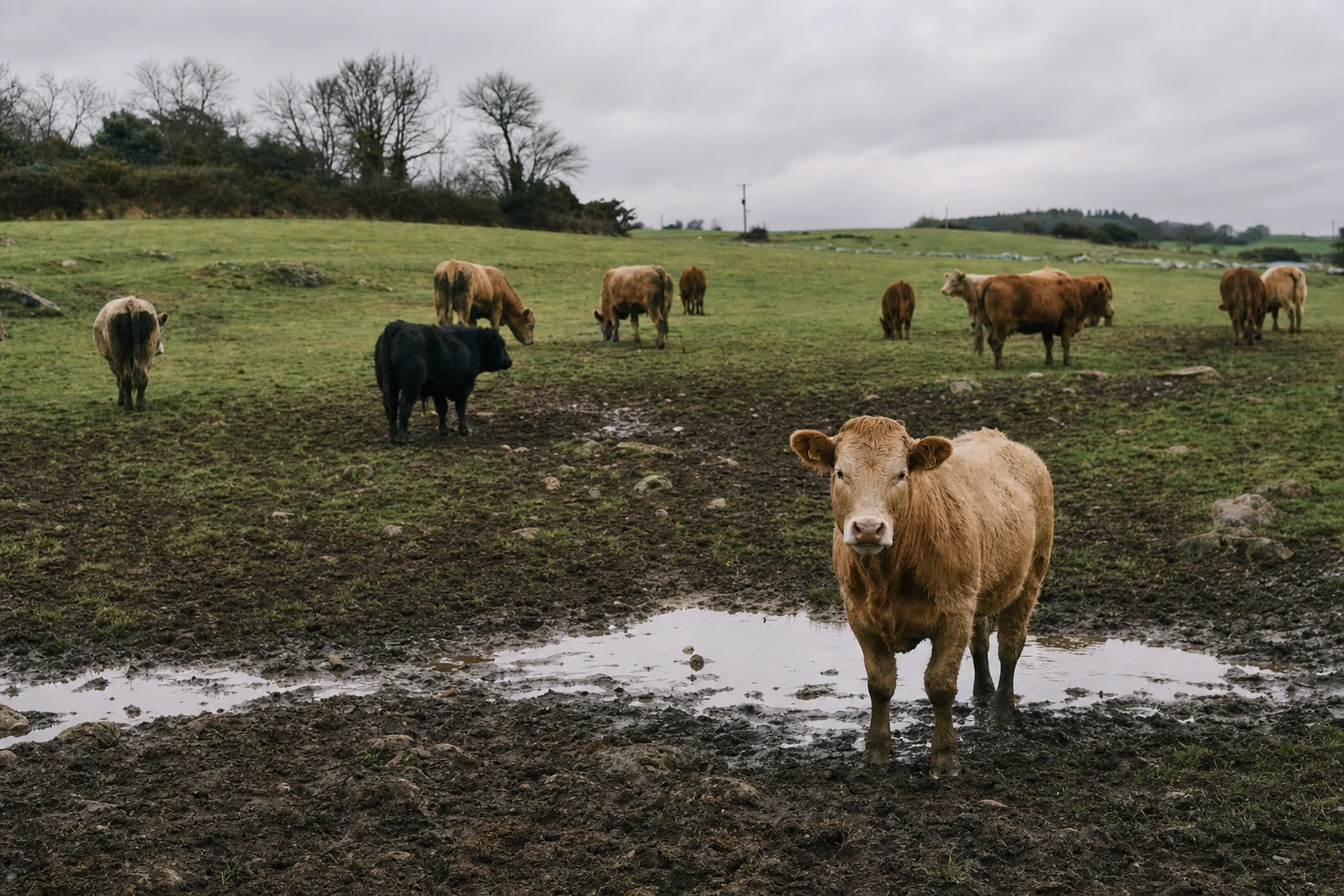 A pasture or outdoor area that might not look as idyllic as expected