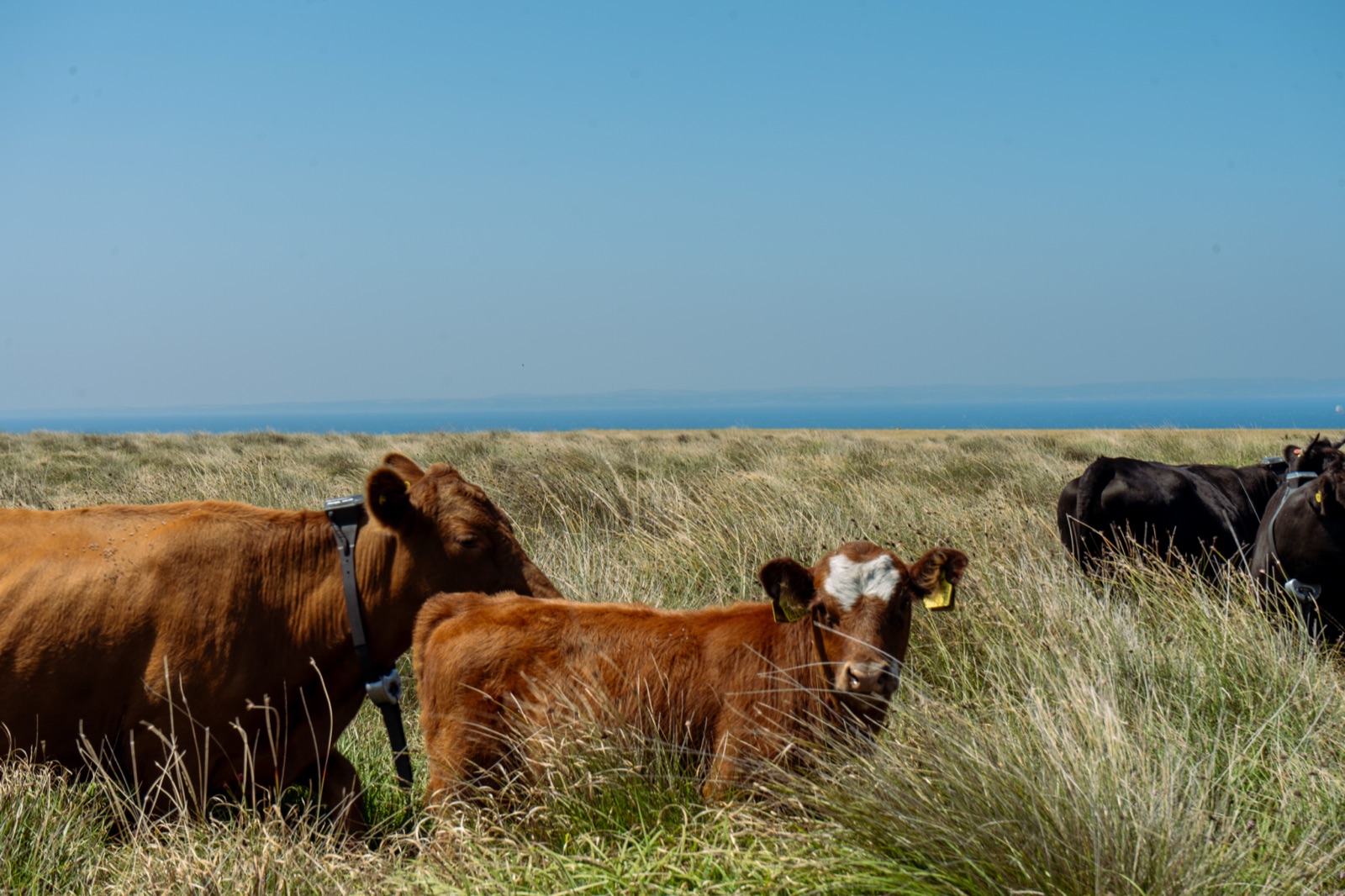 Grass-fed cattle grazing above the estuary