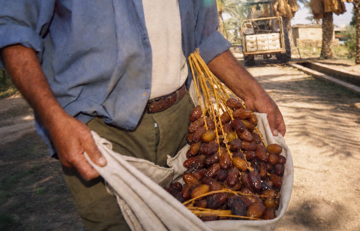 Date grower carrying freshly harvested dates